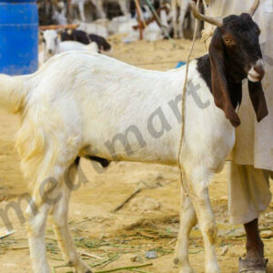 Goat 41